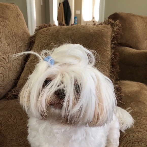 Meet your Posher, Pete - Picture 1 of 1